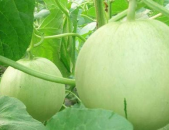 娱乐吃瓜频道有哪些名字,盘点那些让人欲罢不能的频道名称