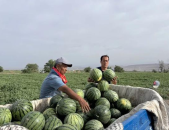 娱乐718.吃瓜王大炮,揭秘吃瓜王大炮的瓜界传奇