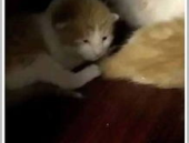 娱乐吃瓜酱小动物视频,小动物娱乐视频大盘点