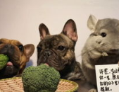 阿呆娱乐吃瓜,揭秘娱乐圈最新热点事件