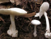 种植蘑菇,从准备到收获的实用指南