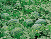 娱乐吃瓜场地图片高清大图,高清大图揭秘网红吃瓜场地