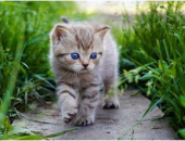 娱乐吃瓜酱给猫照相,猫咪写真集